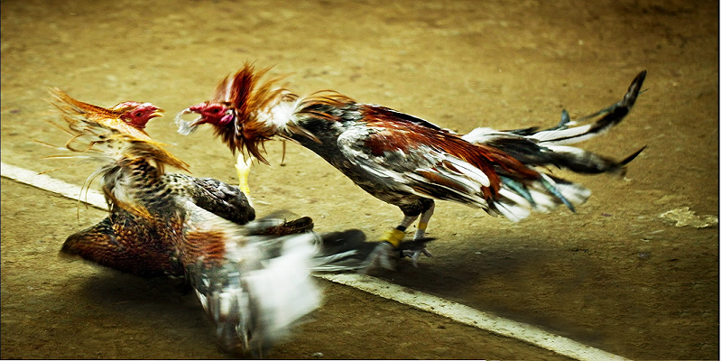 Có nhiều kinh nghiệm hiệu quả giúo nâng cao tỷ lệ chiến thắng cho người cược