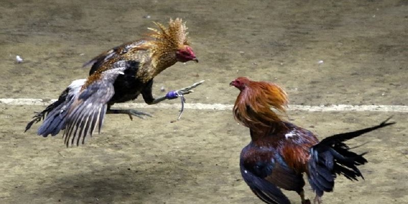 đá gà thomo là gì