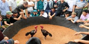 đá gà nòi là gì