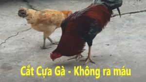 cách cắt cựa gà chọi