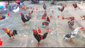 Có rất nhiều yếu tố cần được quan tâm nếu bạn muốn tăng cân cho gàCó rất nhiều yếu tố cần được quan tâm nếu bạn muốn tăng cân cho gà