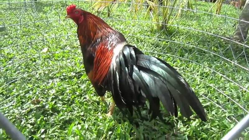 Đừng quên thực hiện tẩy giun cho gà theo định kỳ nhé