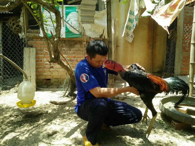 Nên cách ly gà với đối thủ của nó trong quá trình vỗ béo, tăng cân