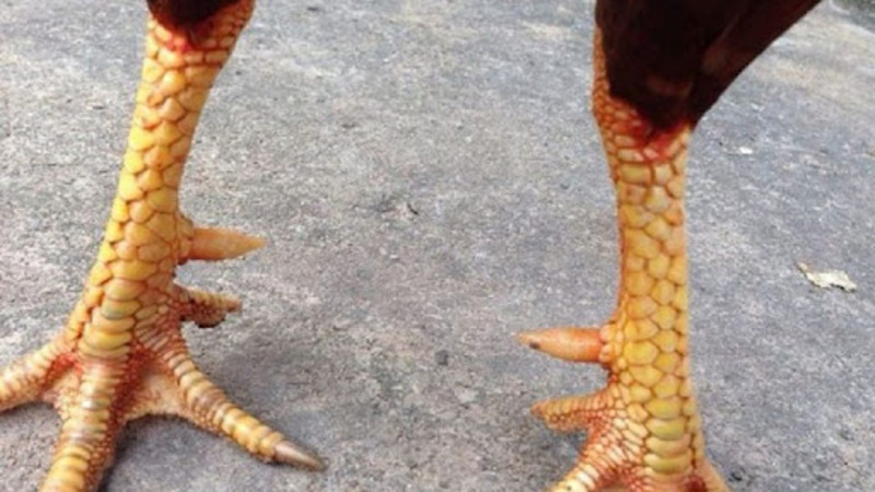 Trên chân gà có 3 hàng vảy cần quan tâm