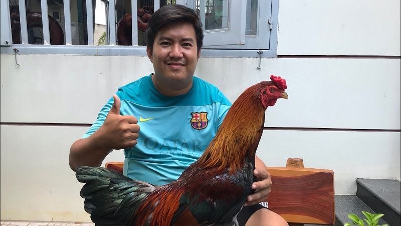 Chăm sóc gà kỹ trước khi thi đấu