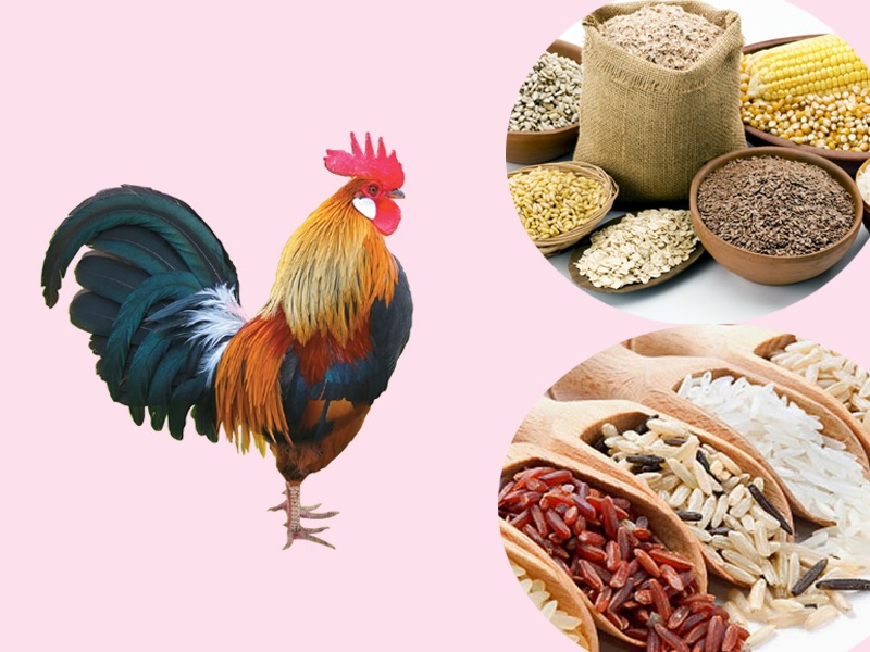 Đảm bảo dinh dưỡng cho gà đá