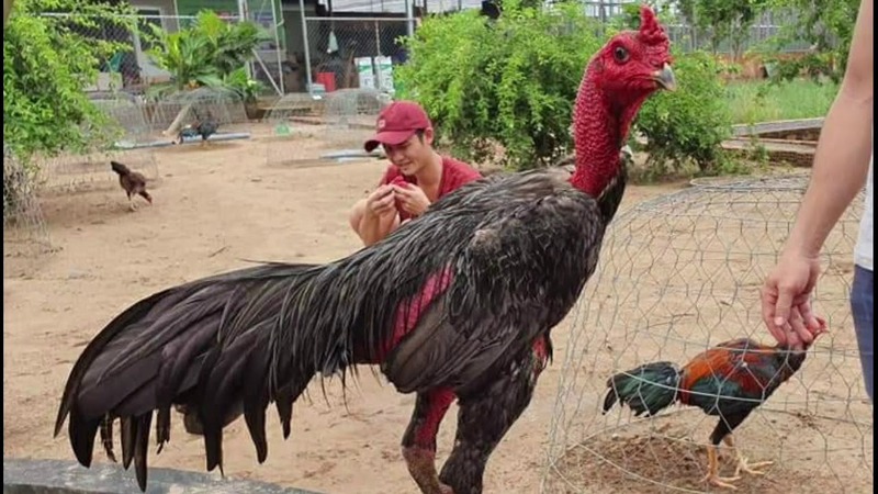 Màu mạng đá gà là đặc trưng màu lông của 1 con gà chiến