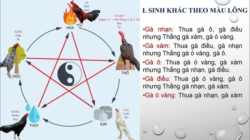 Bạn cần nhận diện màu mệnh của gà thuộc vào hành nào trong ngũ hành