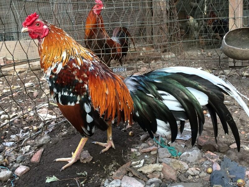 Chọn được ngũ hành tốt sẽ giúp gà của bạn thuận lợi hơn khi chiến đấu