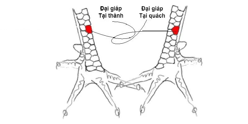 Vảy gà đại giáp