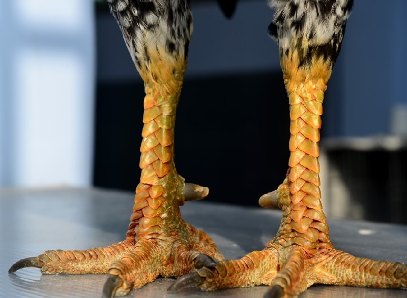 Vảy gà tốt là như thế nào?