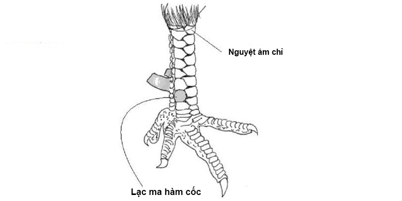 Vảy nguyệt ám chỉ