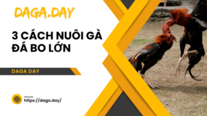 cách nuôi gà đá bo lớn