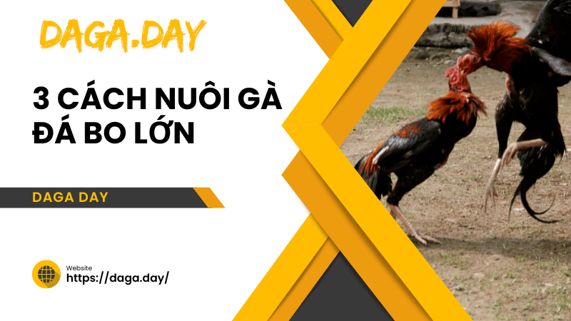 cách nuôi gà đá bo lớn