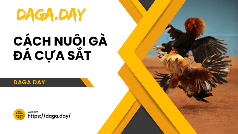 cách nuôi gà đá cựa sắt