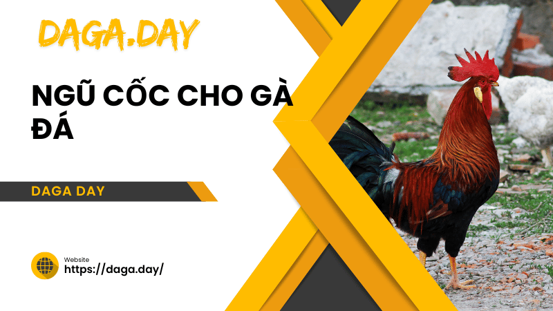 ngũ cốc cho gà đá