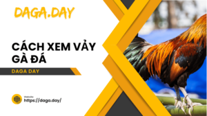 cách xem vảy gà đá