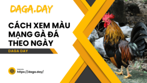 cách xem màu mạng gà đá theo ngày