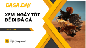 xem ngày tốt để đi đá gà