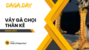 vảy gà chọi thần kê