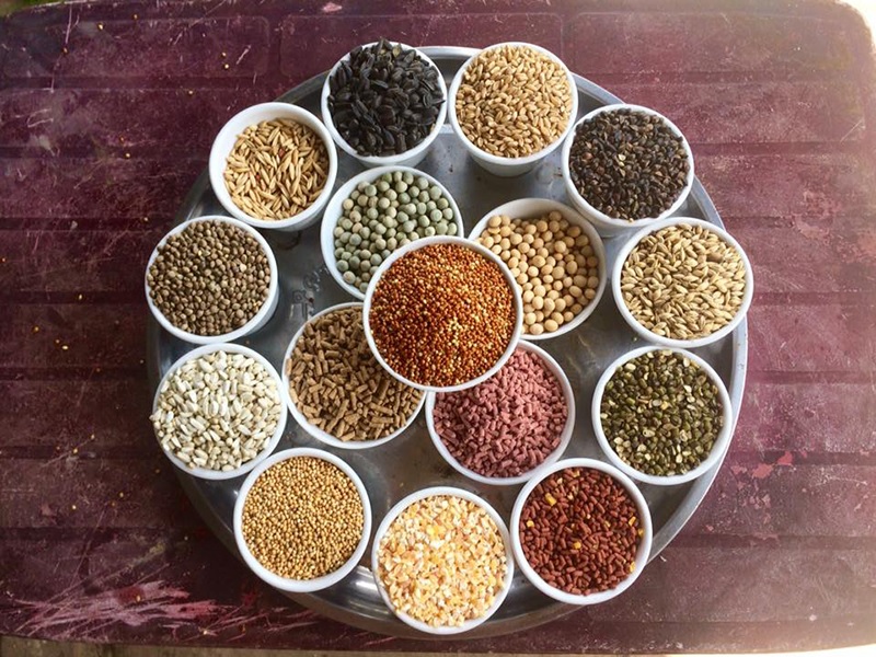 Ngũ cốc cho gà đá là gì?