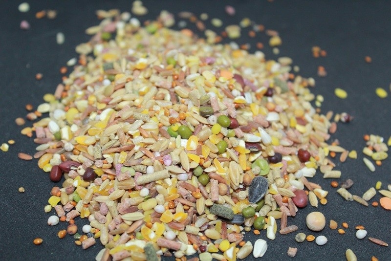 Nên trộn lượng vừa phải ngũ cốc cho gà