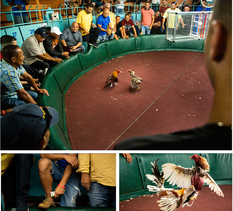 Ảnh 1: Phong thủy, may mắn là những điều bạn cần biết để đá gà tốt hơn