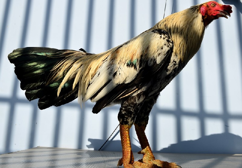 Nguồn gốc các loại gà đá