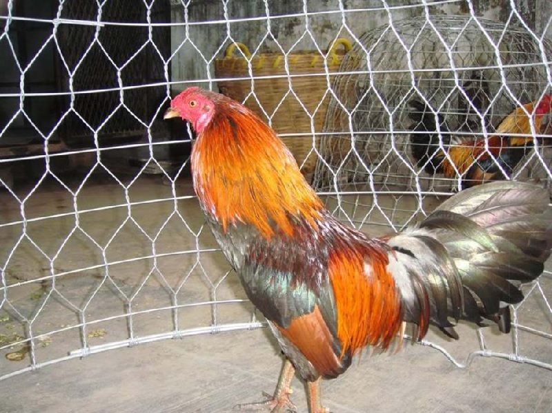 Nuôi gà tre đá hiệu quả như thế nào?