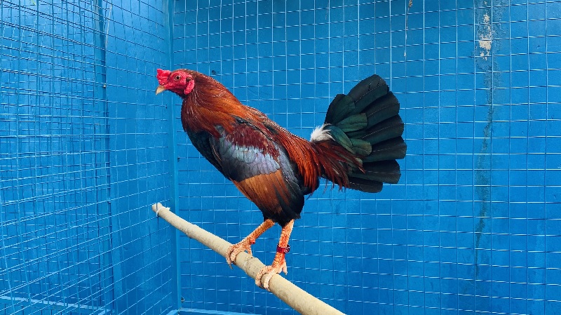 Tiêu chuẩn để nuôi gà tre đá