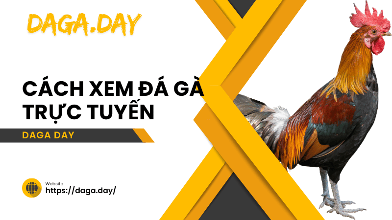 cách xem đá gà trực tuyến