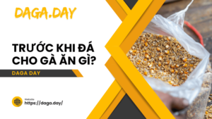 trước khi đá cho gà ăn gì