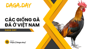 các giống gà ở việt nam