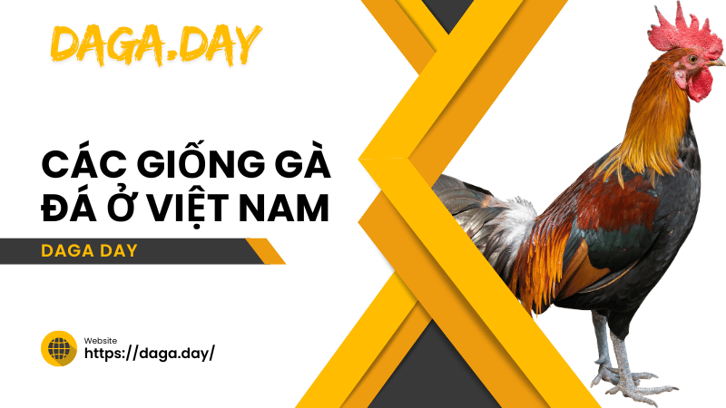 các giống gà ở việt nam