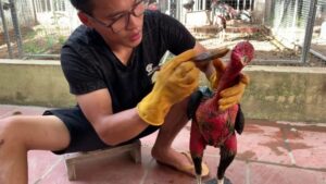 Quét nghệ cho gà chọi đúng cách