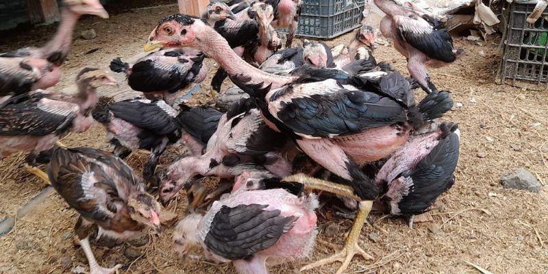 Lựa chọn giống gà chọi tốt