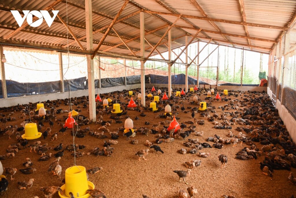 Chuồng nuôi gà chọi