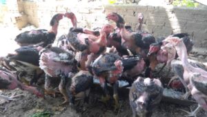 Cách nuôi gà chọi con nhanh lớn