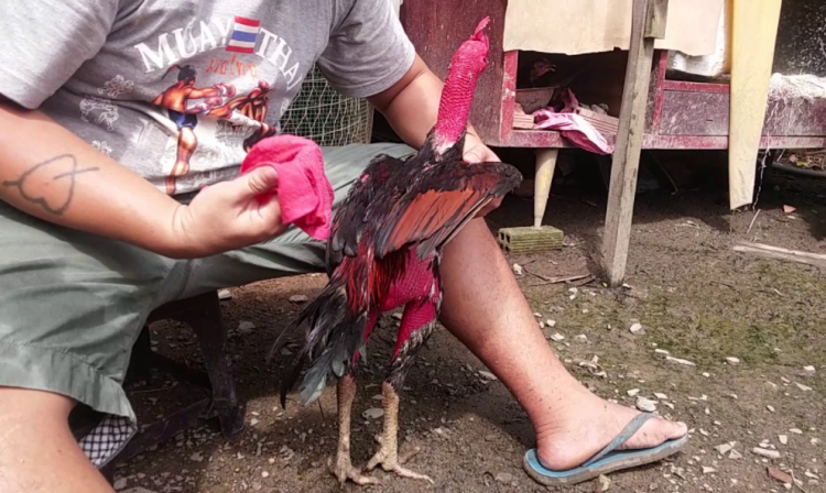 Chuẩn bị cho gà chọi ra trường đấu