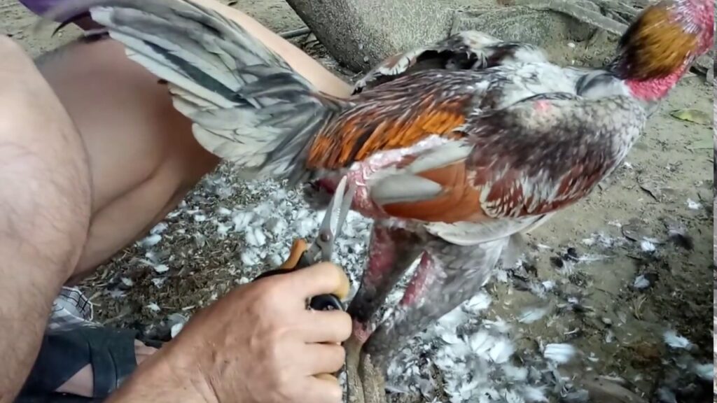 lợi ích của cắt tỉa long gà chọi đẹp