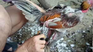 lợi ích của cắt tỉa long gà chọi đẹp