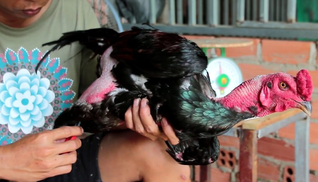 cắt tia long gà ghọi để giảm bệnh ngoài da