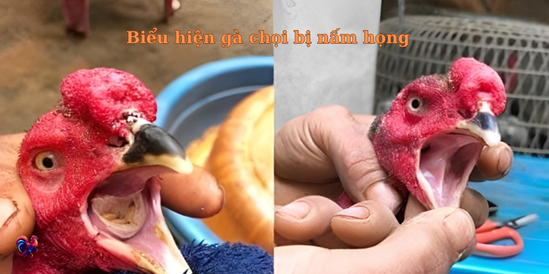 Chữa nấm họng ở gà chọi