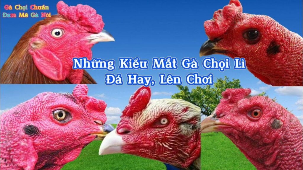 những kiểu mắt gà chọi lì hay nhất