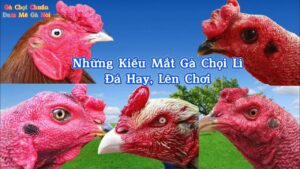 những kiểu mắt gà chọi lì hay nhất