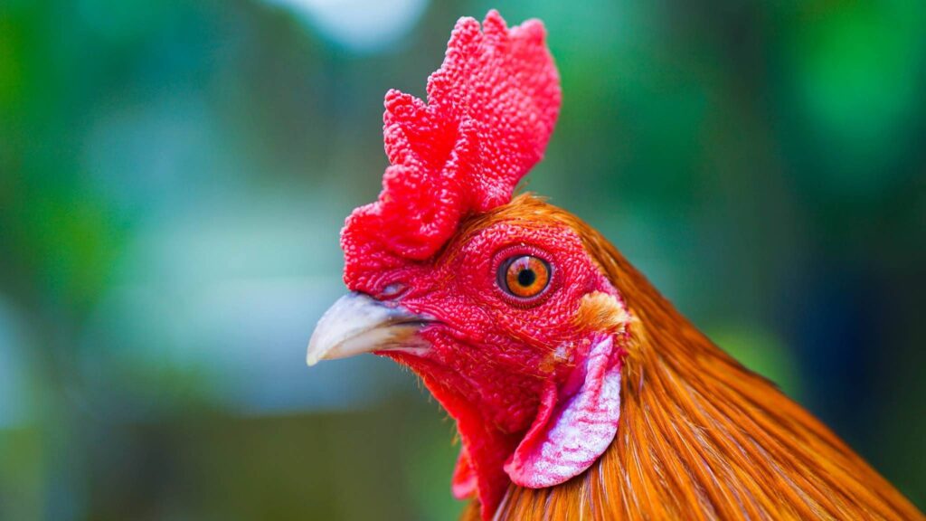 Mắt gà chọi lò đen