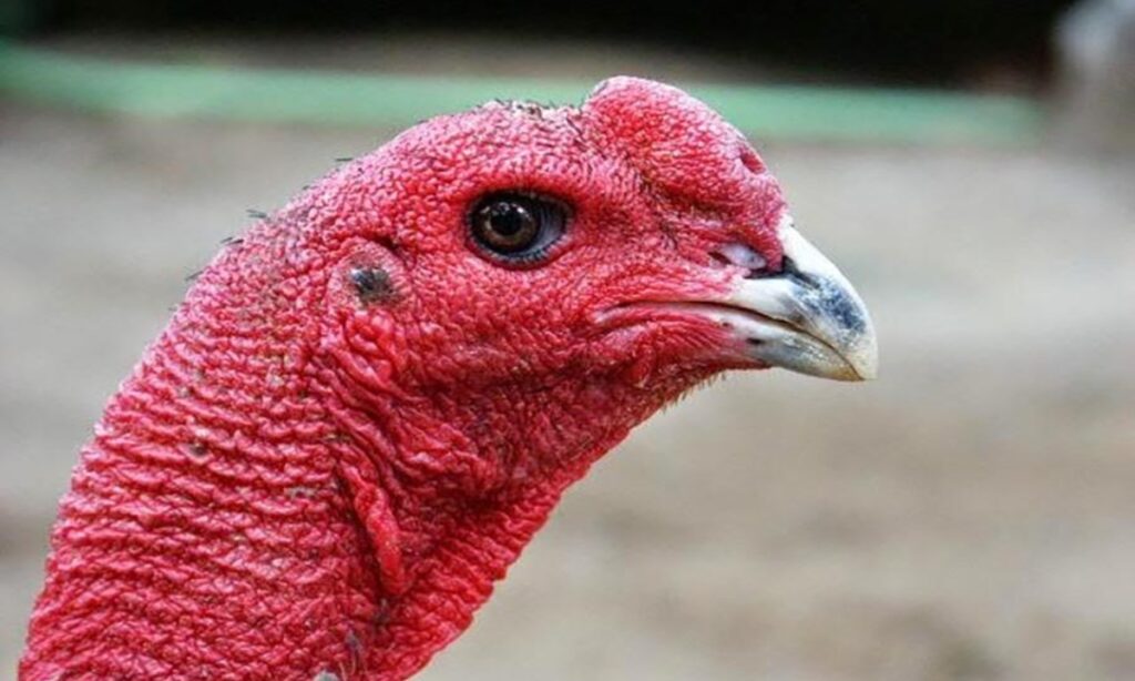 Mắt gà vàng thau