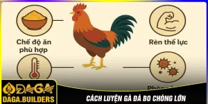 Cách luyện gà đá bo