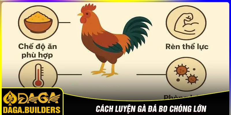 Cách luyện gà đá bo