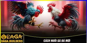 cách nuôi gà đá mới